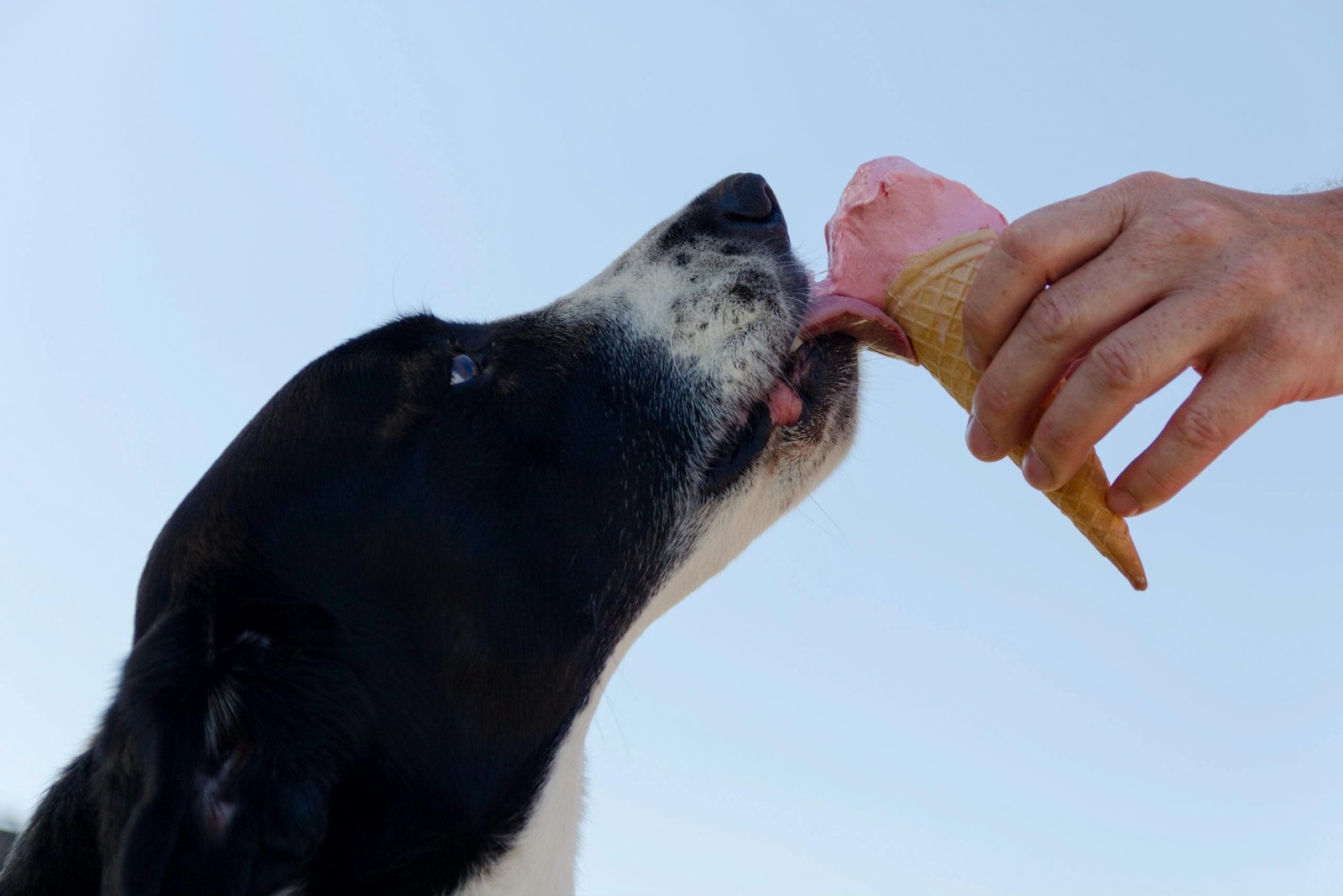 Dog Ice Cream with Strawberry, Banana, and Yogurt