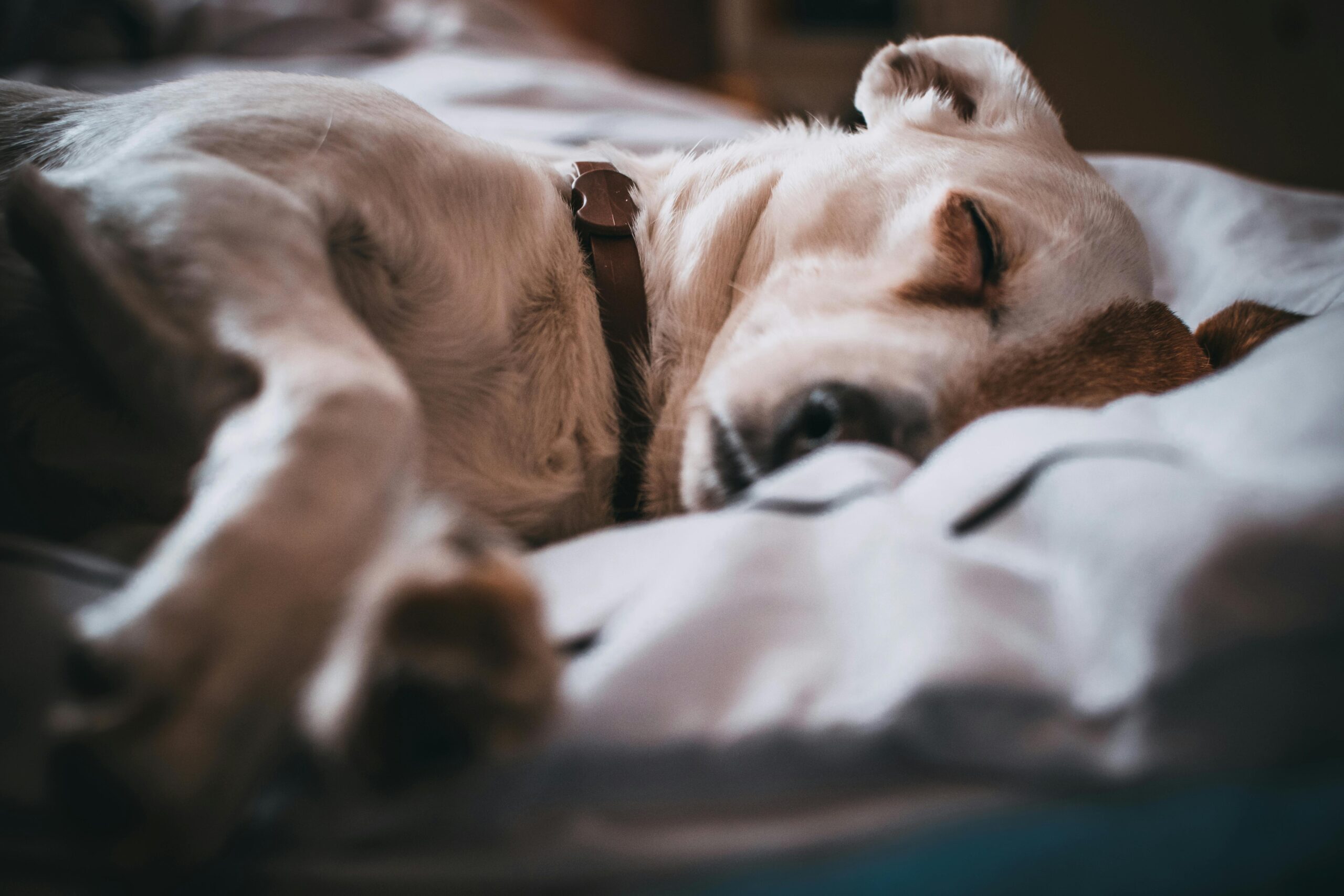 The Ultimate Guide to Choosing the Best Dog Bed: Tips for Post-Surgery Comfort and Everyday Use